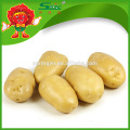 Batatas amarelas orgânicas batata fresca do bebê com o melhor preço
